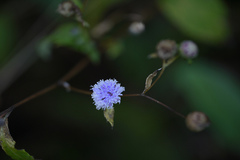 Lamprachaenium microcephalum